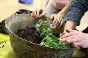 Guerilla gardening
