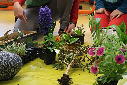Guerilla gardening