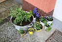 Guerilla gardening