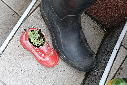 Guerilla gardening