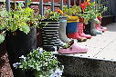 Guerilla gardening