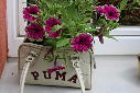 Guerilla gardening