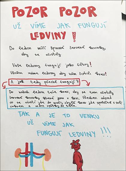 Jak funguj ledviny a novinov lnky